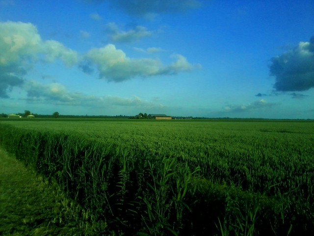 niderlandy
