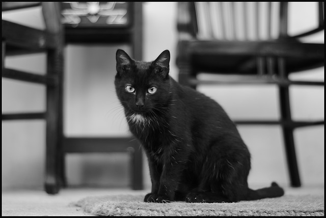 kotw kat