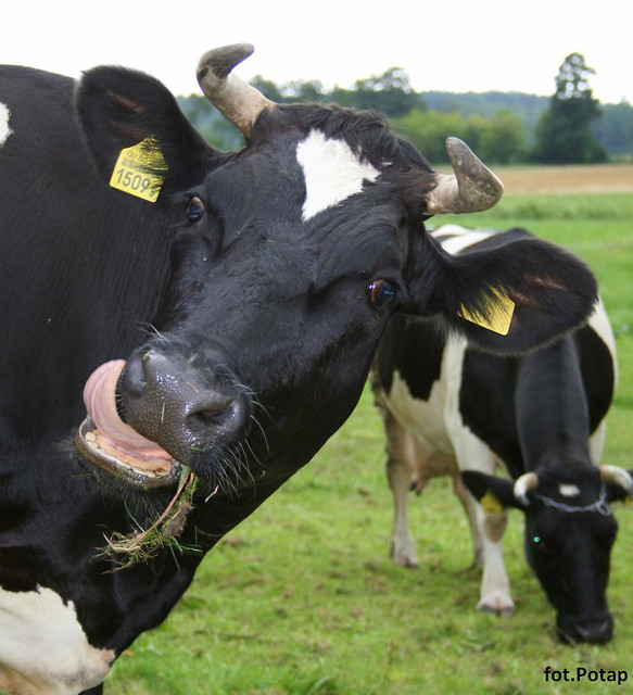Muuuu
