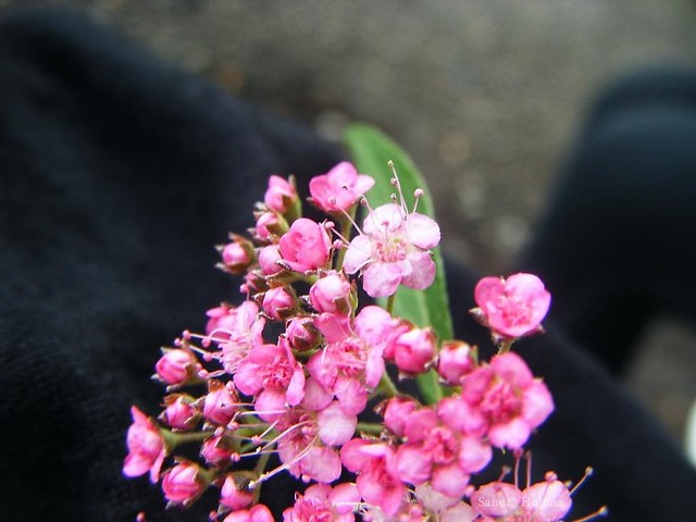 BiAE