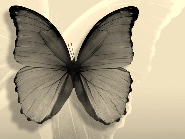 Motyl /M./