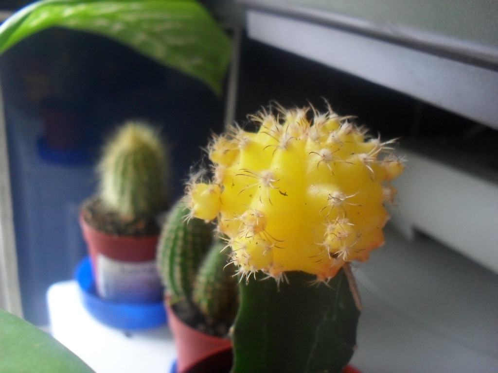 ( :