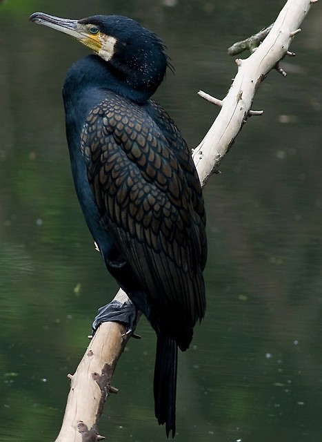 Kormoran