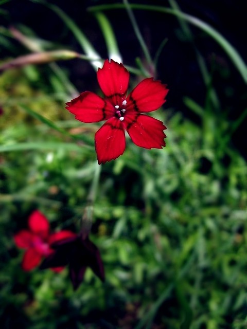 red flower