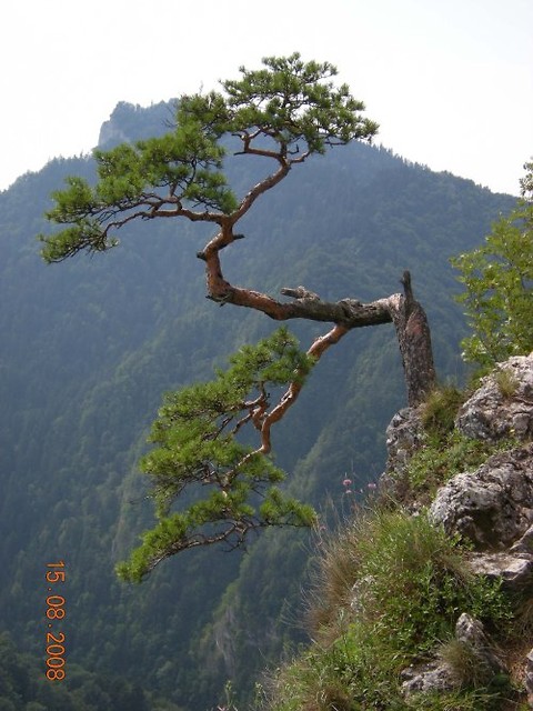Tylmanowa !