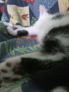 meow.