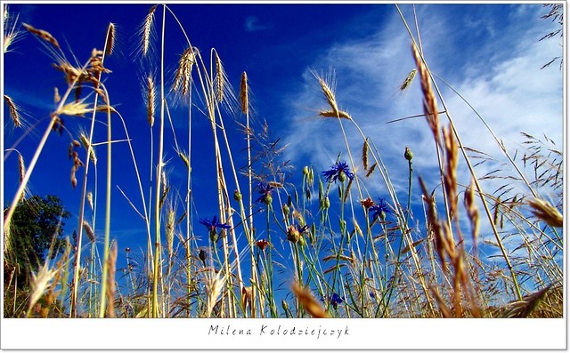Corn grain