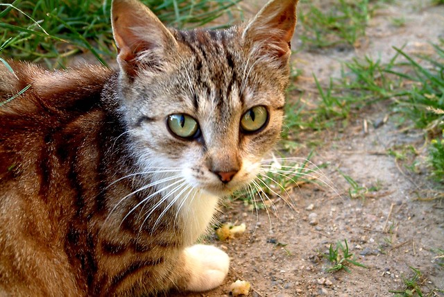Cat's eyes