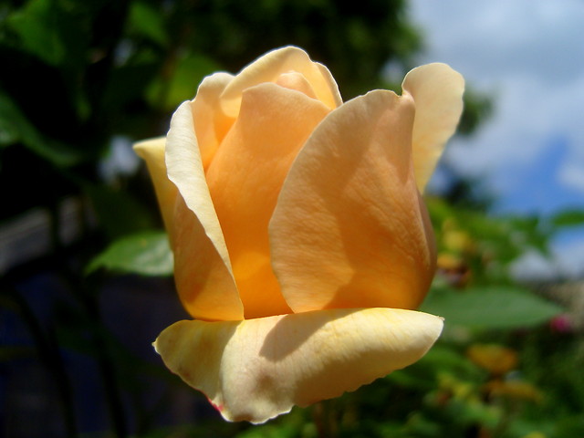 NATURA