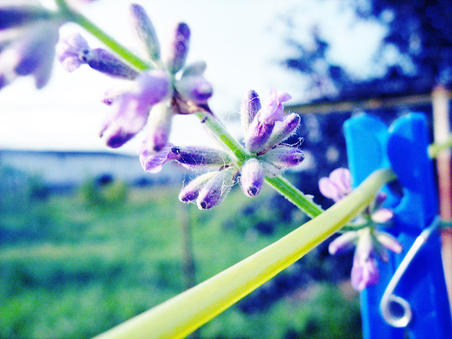 spring.