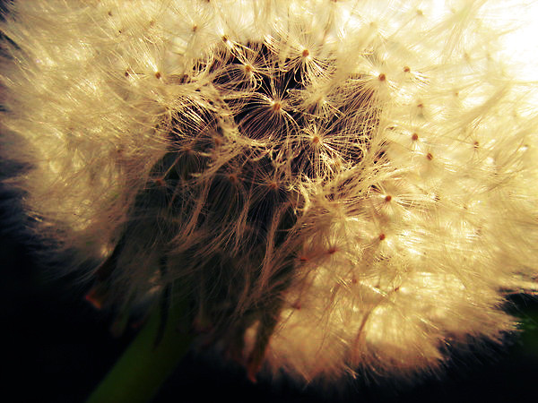 dandelion.