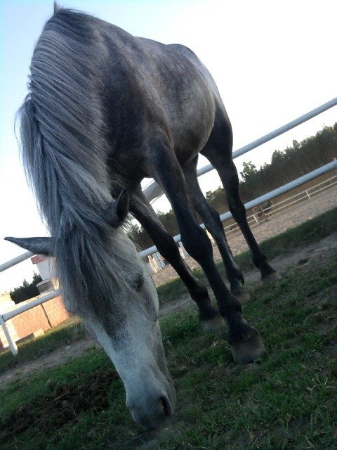 Serek 