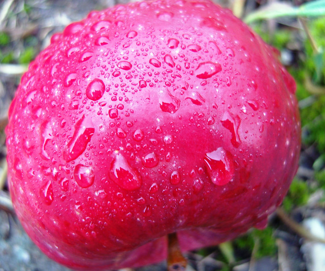 NATURA