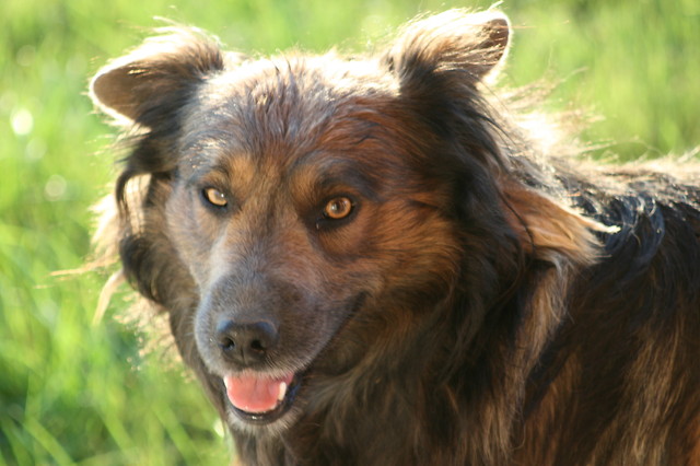 Bobi