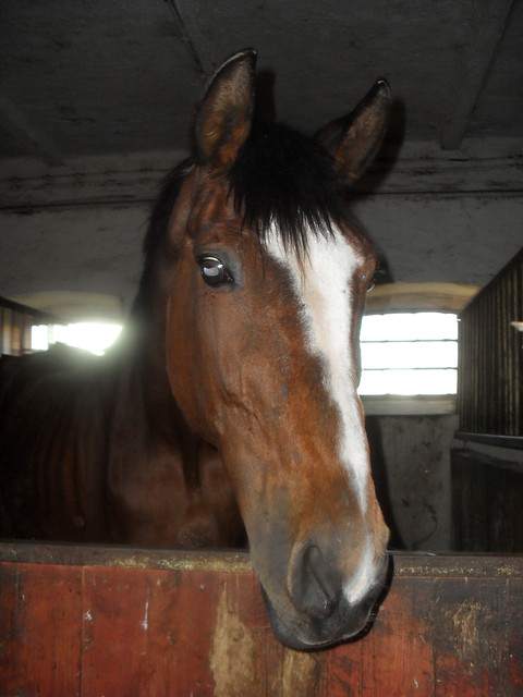 Kalkusia;**