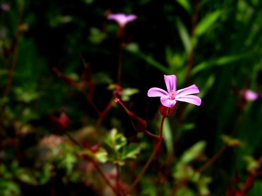 pink flower