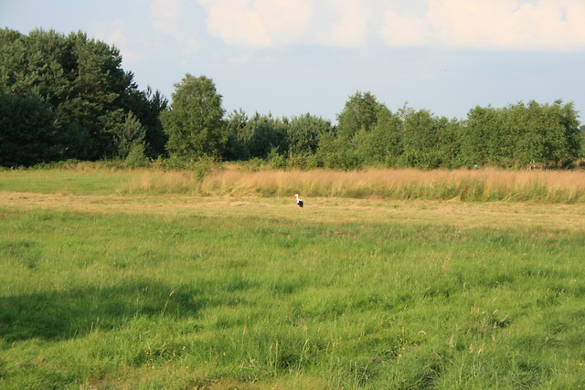 pieprzony bocian.