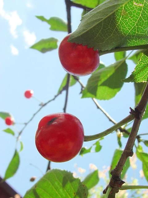 Kirwa