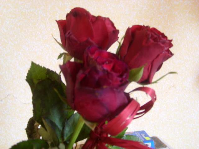 roses from Cracau