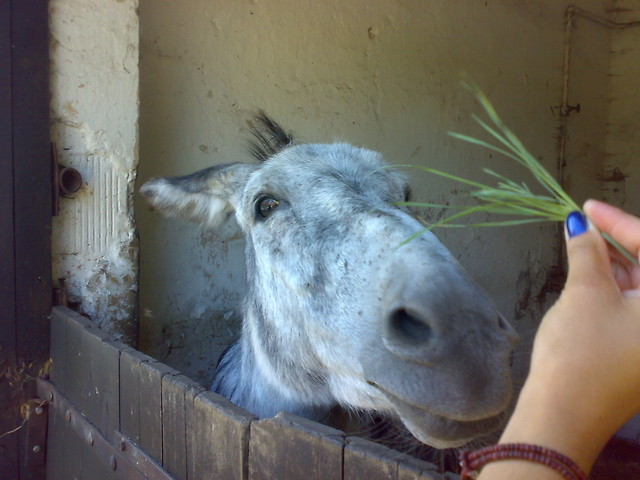osio Xd