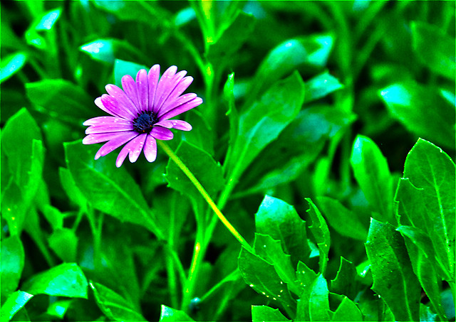 pink flower