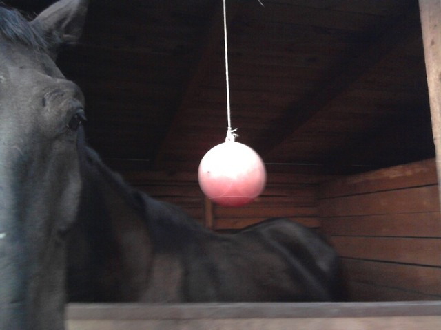 Mistrz xD
