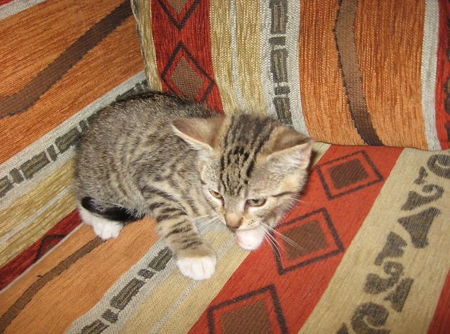 kotek