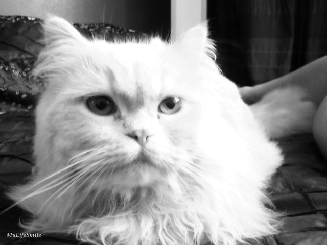Persian cat