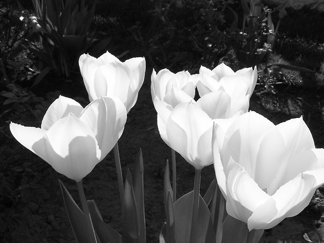 biae tulipany.
