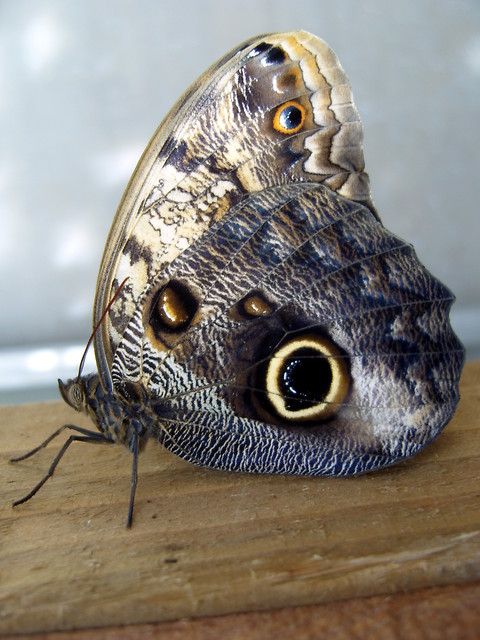NATURA