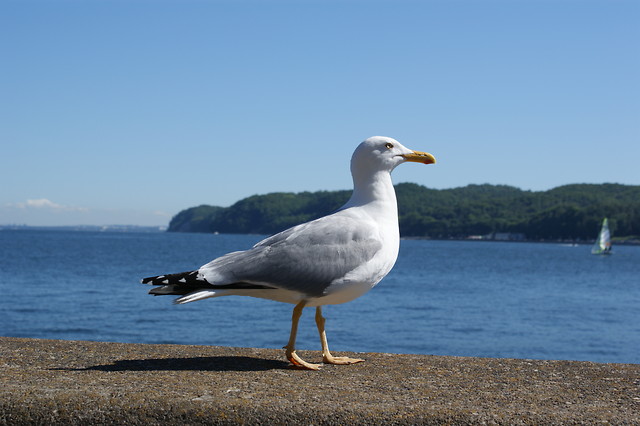 Nadmorski ptasiulek