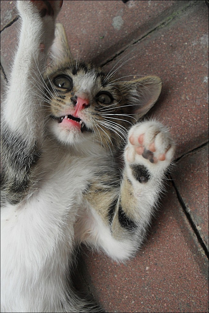 Junior :d
