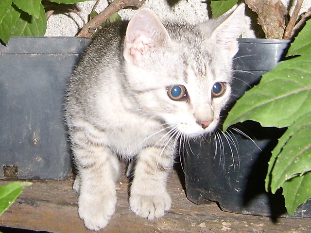 Benio