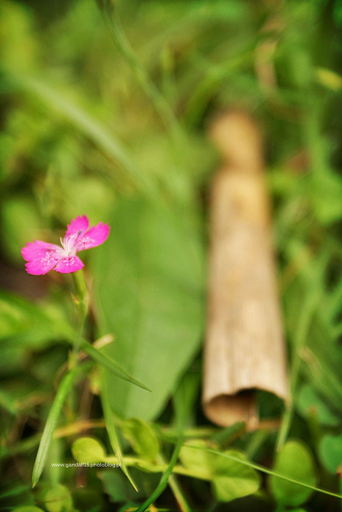 604. Flower CX