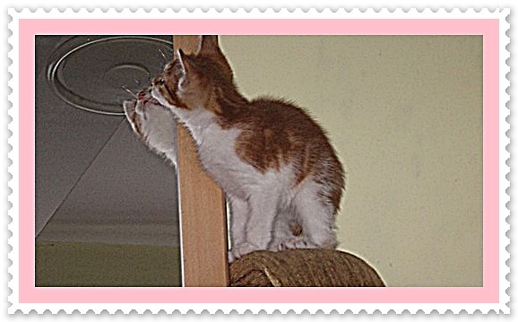 Kiciuniu mj ;***