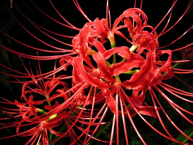 Lycoris.