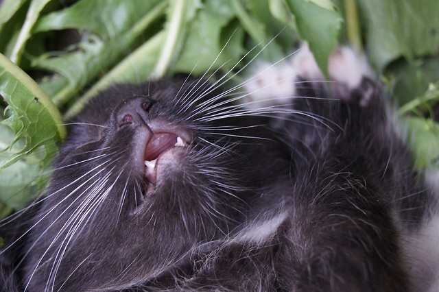 KittuCHcHa!