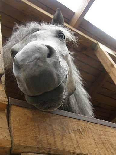 Serek :** 