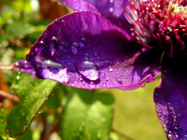 Clematis