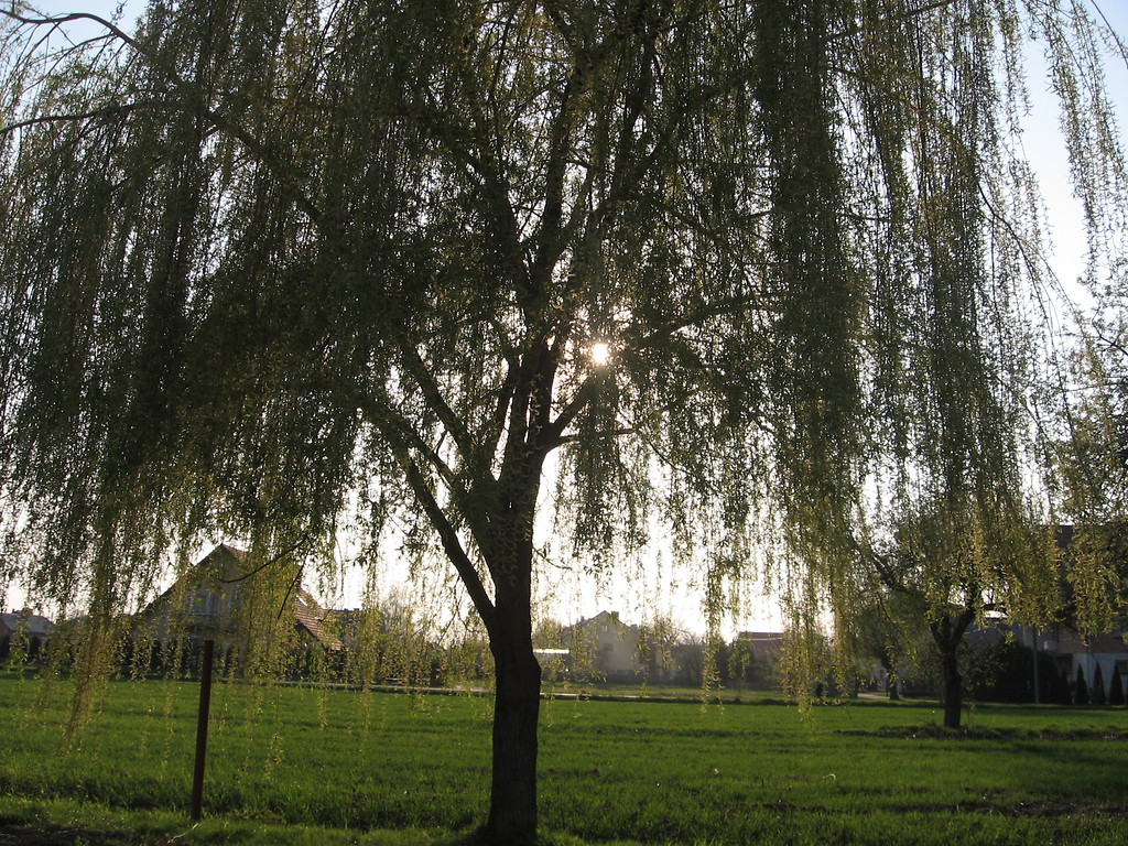 ujawnienie.