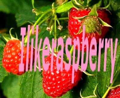 Ilikerasspberry