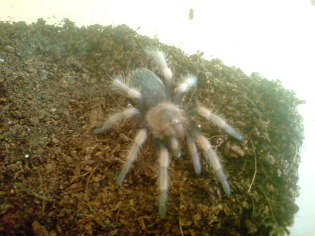 Brachypelma smithi L7