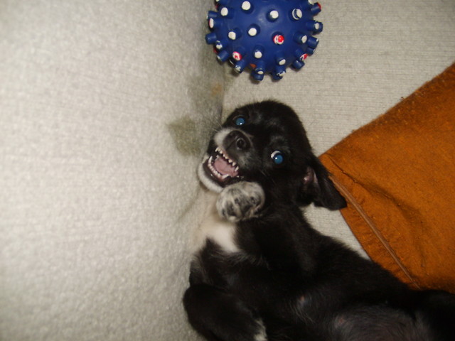 Pepi;)