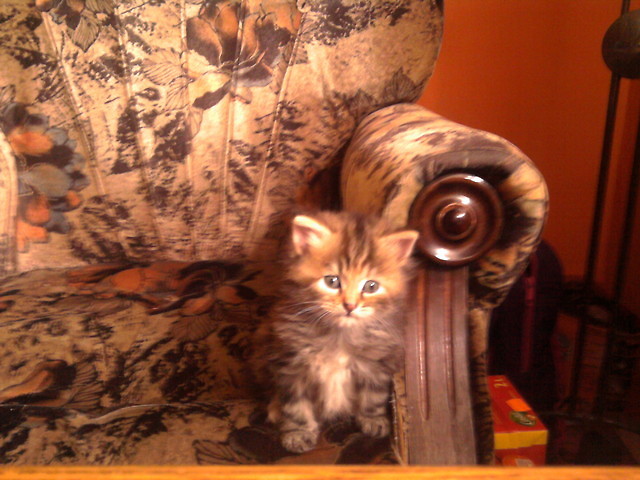 Pusia :*