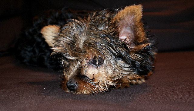 Kajla ; *