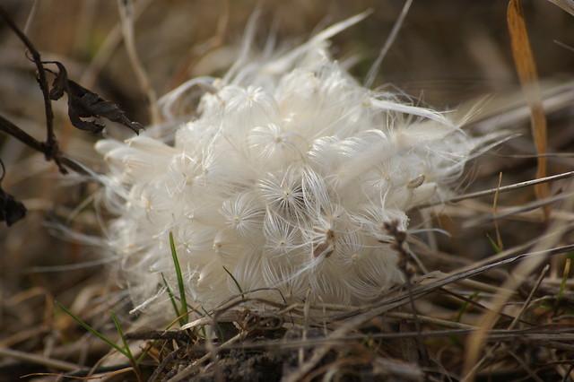 kulka