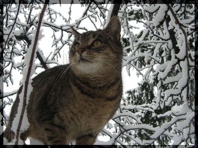 Frozen dreams
