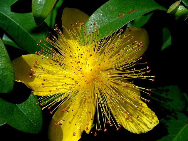 NATURA