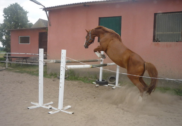 Cec ; *