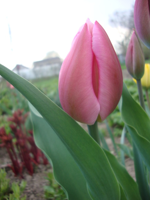 Tuliiipaaaan!
